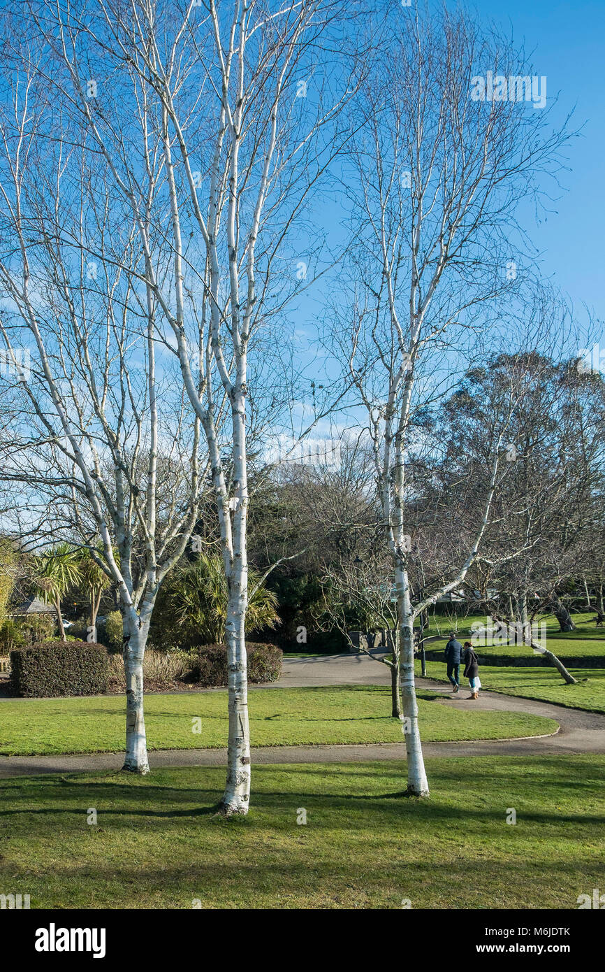 Bouleau blanc Betula pendula trois arbres dans Trenance Gardens à Newquay Cornwall. Banque D'Images