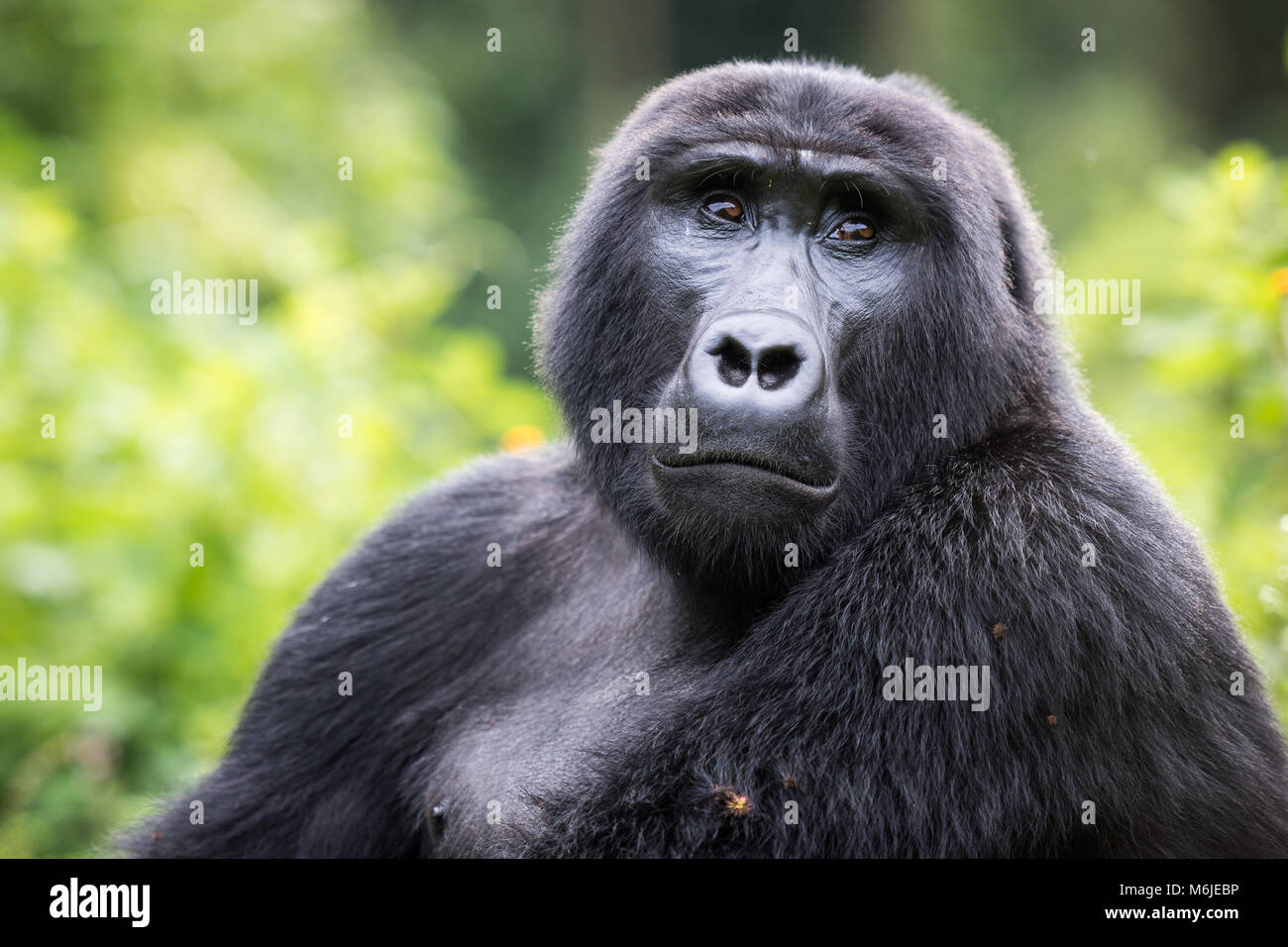 Close-up d'un gorille de montagne dans la forêt impénétrable de Bwindi en Ouganda Banque D'Images