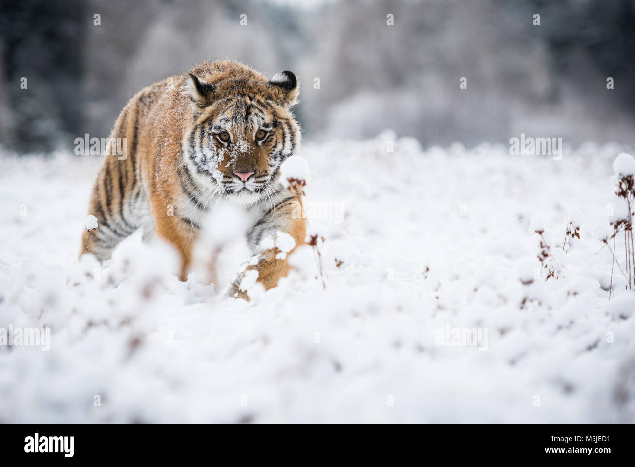 Jeune tigre de Sibérie marche silencieusement dans les champs de neige vers l'appareil photo Banque D'Images