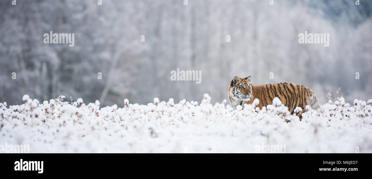 Jeune tigre de Sibérie à la recherche autour de champs de neige Banque D'Images