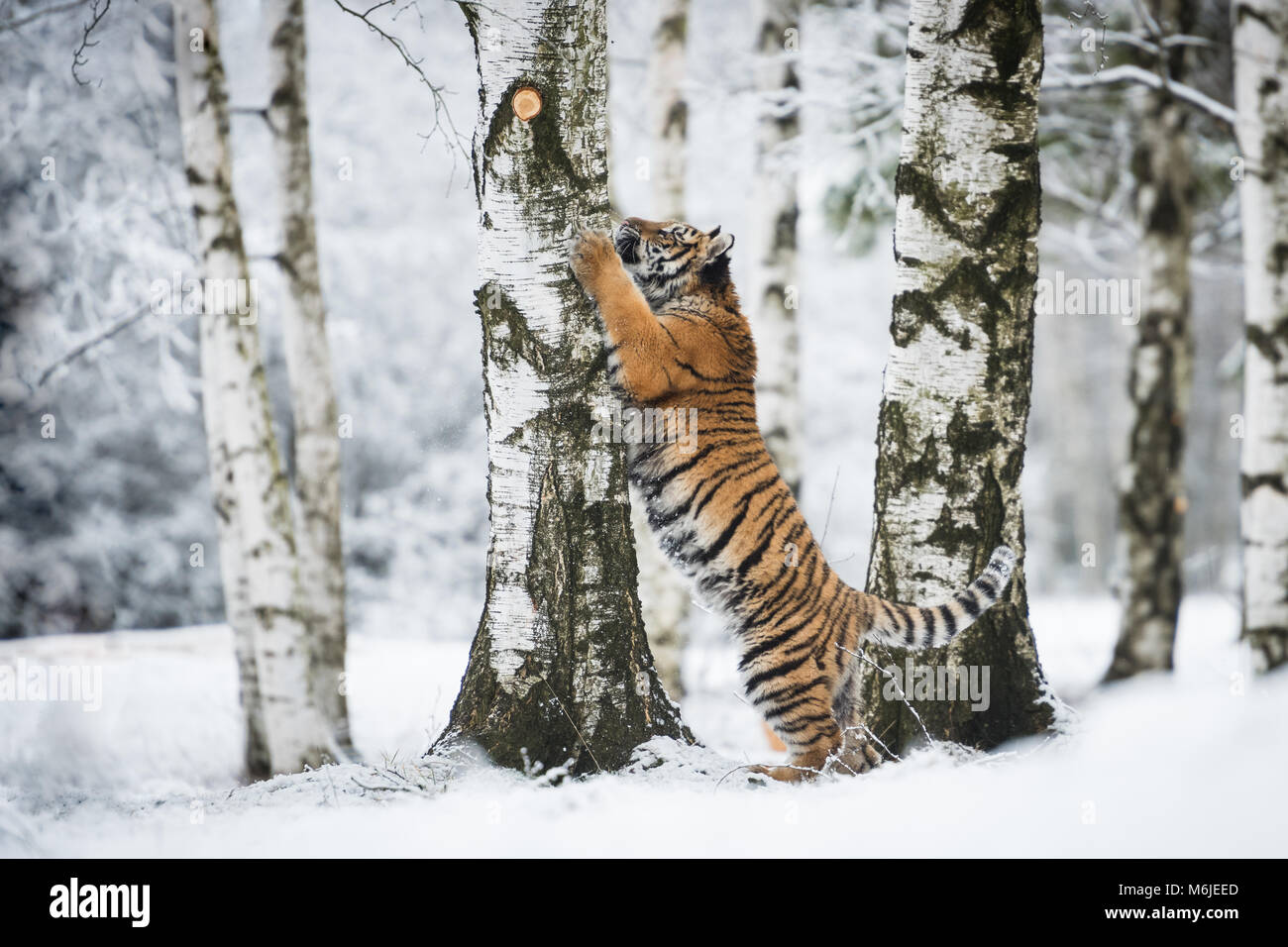 Jeune tigre de Sibérie de grimper sur un bouleau Banque D'Images
