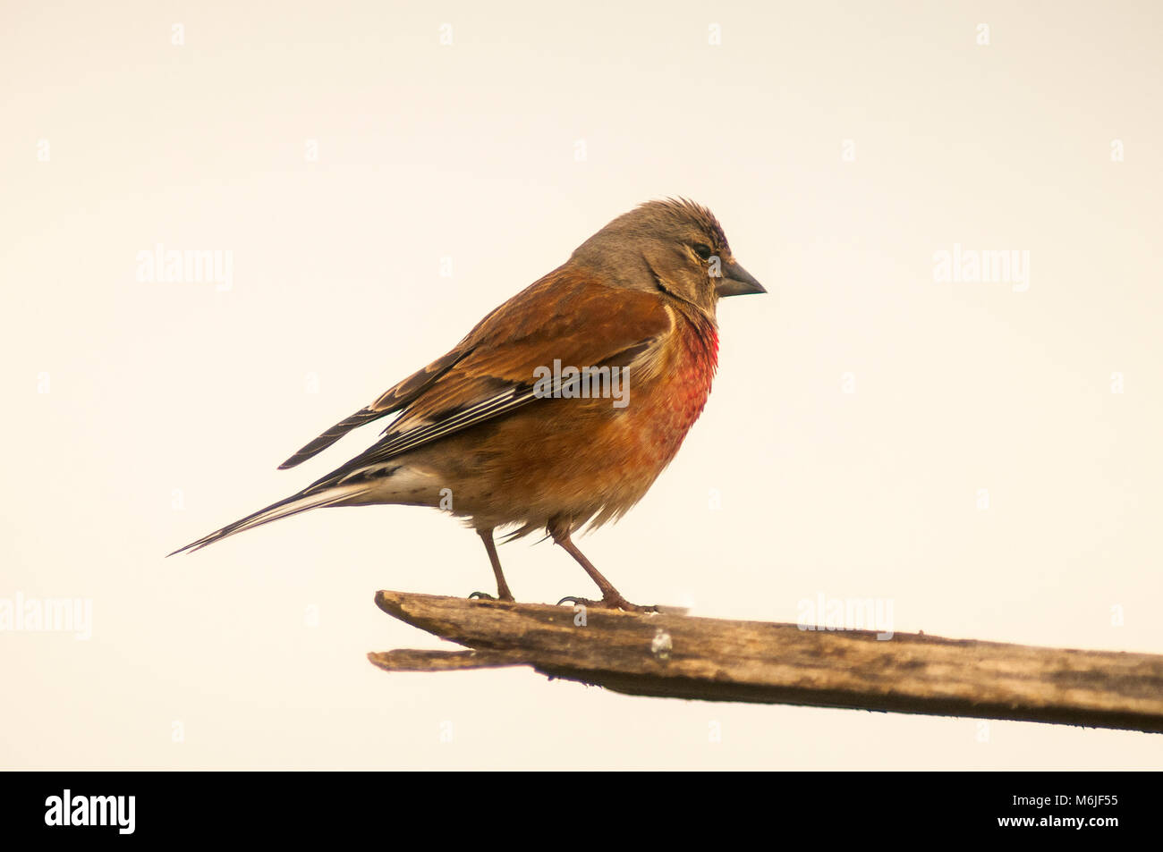(Linnet Carduelis cannabina) mae, perché sur une branche Banque D'Images