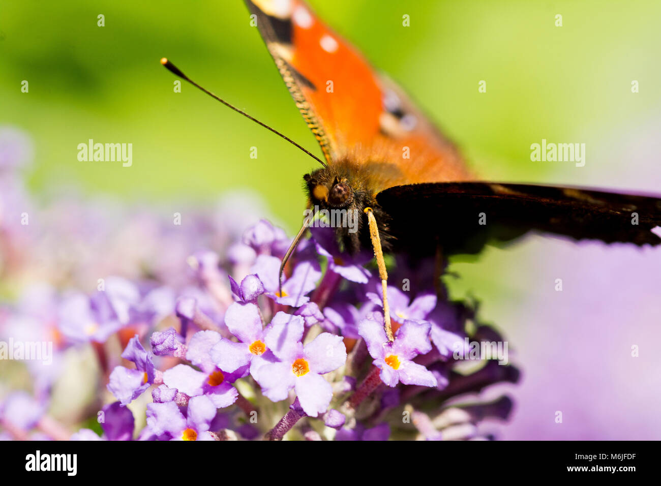 L'amiral rouge un papillon sur une fleur de Buddleia pointe et le proboscis est étendue à la fleur comme il se nourrit. Banque D'Images