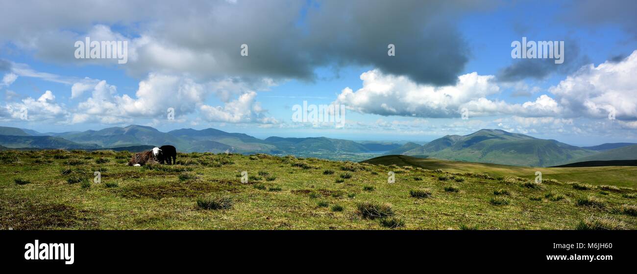 Moutons Herdwick sur le sommet du Stybarrow Banque D'Images