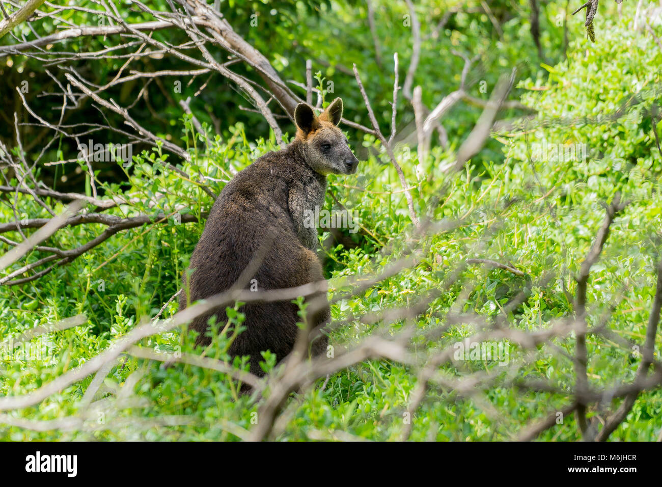 Le wallaby de marais (Wallabia bicolor) est également connu sous le nom de wallaby noir, avec d'autres noms y compris le stinker en raison de son odeur caractéristique Banque D'Images