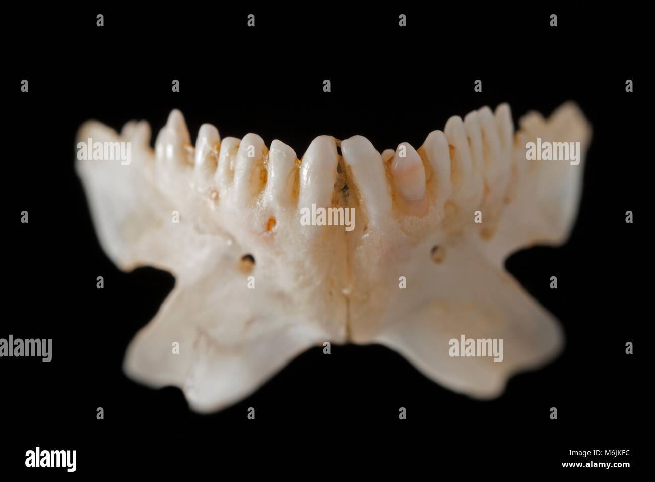 Détail de ballan wrasse, Labrus berglyta, mâchoire inférieure montrant la dentition. Les napoléons sont utilisés pour manger le pou du saumon dans les stylos. Dorset England UK GO Banque D'Images