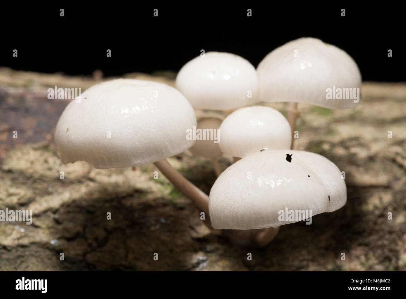 Tasses de champignons, Oudemansiella mucida, photographiés dans le Hampshire England UK GO automne 2016 sur la croissance des arbres tombés Banque D'Images