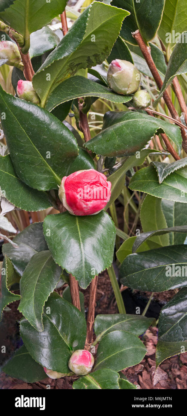 Photo de fleur de camélia bud ouvrir. Banque D'Images
