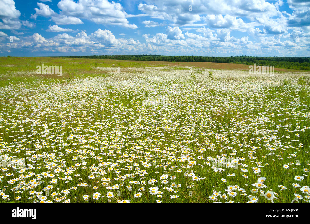 Beau printemps paysage rural avec une floraison des fleurs sur prairie et ciel bleu. Fleurs sauvages fleurs camomille sur prairie en fleurs wildflo blanc. Banque D'Images