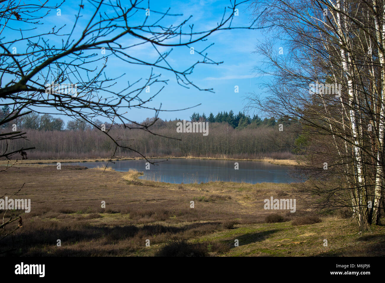 Petit lac et des champs de bruyère en forêt en Achterhoek, Gueldre, Pays-Bas Banque D'Images