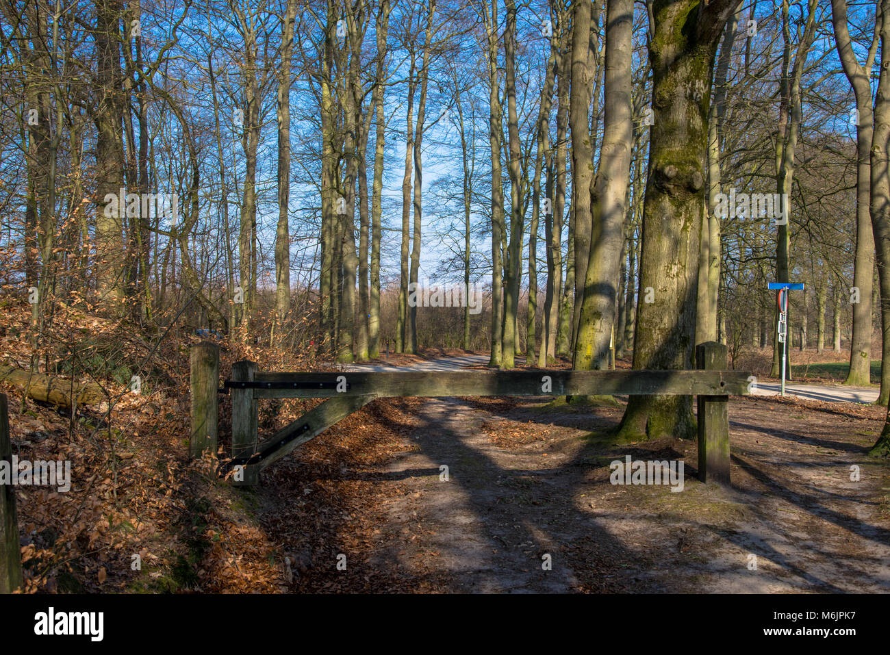 Chemin de forêt en Achterhoek, Gueldre, Pays-Bas Banque D'Images