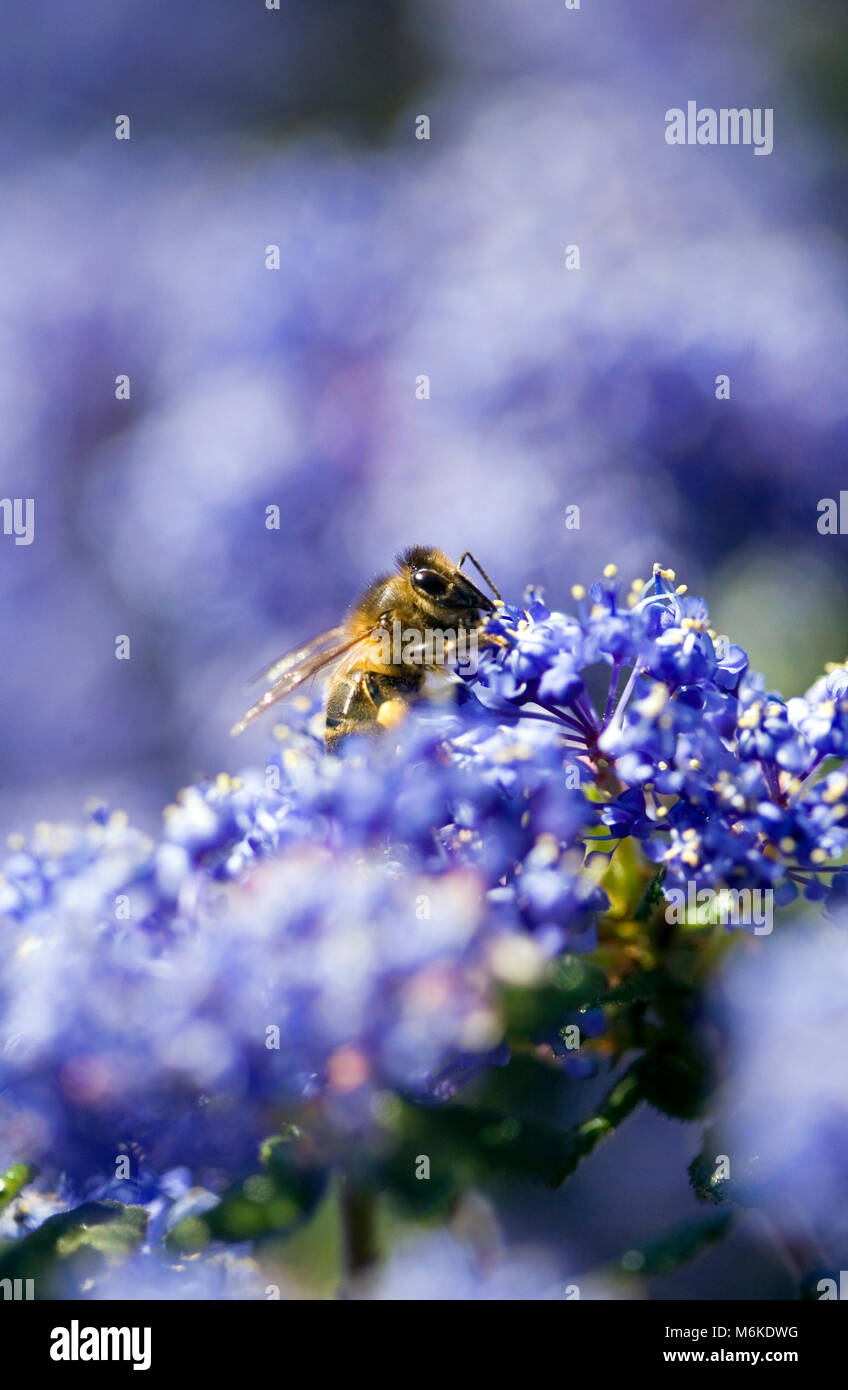 L'abeille européenne (Apis mellifera) se nourrissant de lilas californien (Ceanothus) fleurs, Stourbridge, Angleterre Banque D'Images