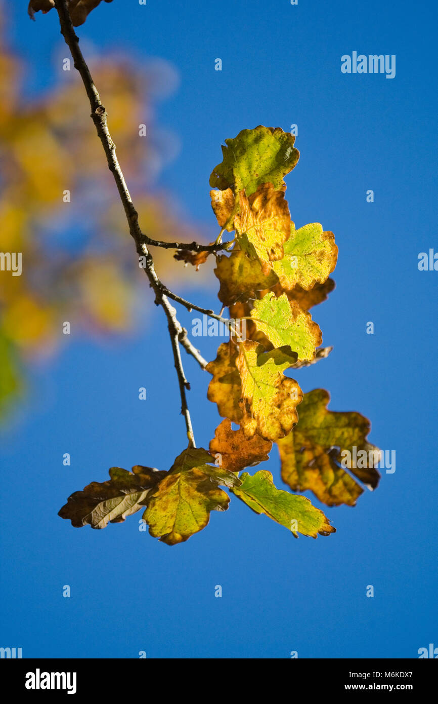 Chêne (Quercus robur) part contre un ciel bleu clair, Derbyshire, Angleterre 2012 Banque D'Images