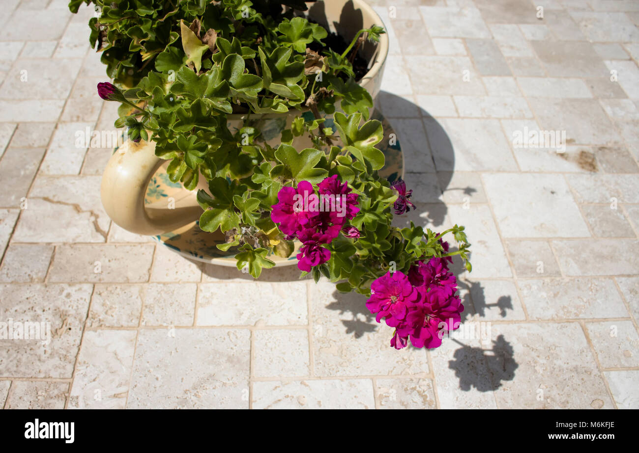 Vue rapprochée de géranium fleur avec pierres naturelles contexte en journée ensoleillée. Banque D'Images