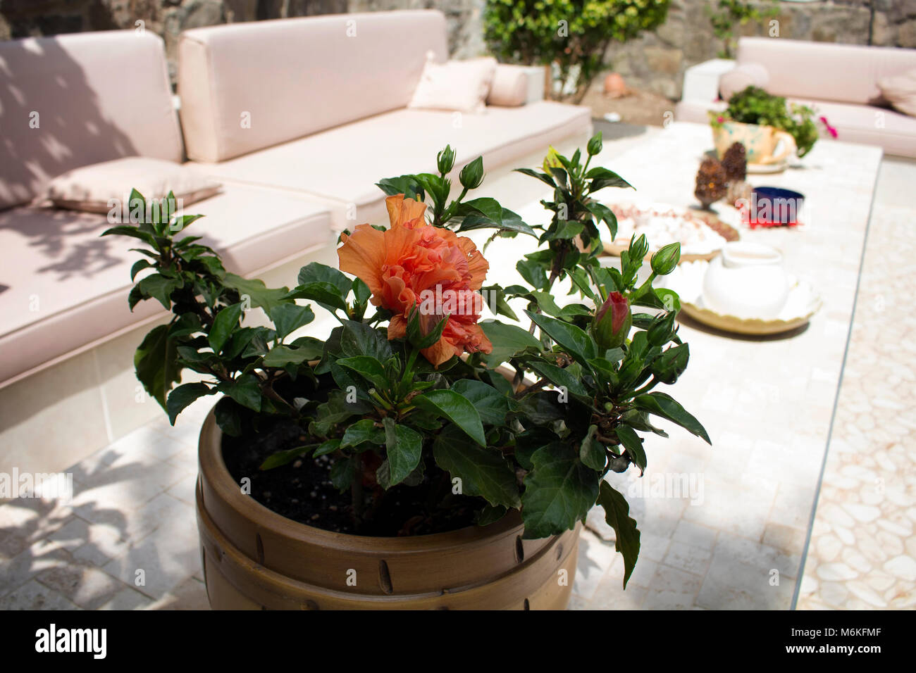 Vue en gros plan de fleur avec sièges en plein air à l'arrière-plan en journée ensoleillée. Banque D'Images