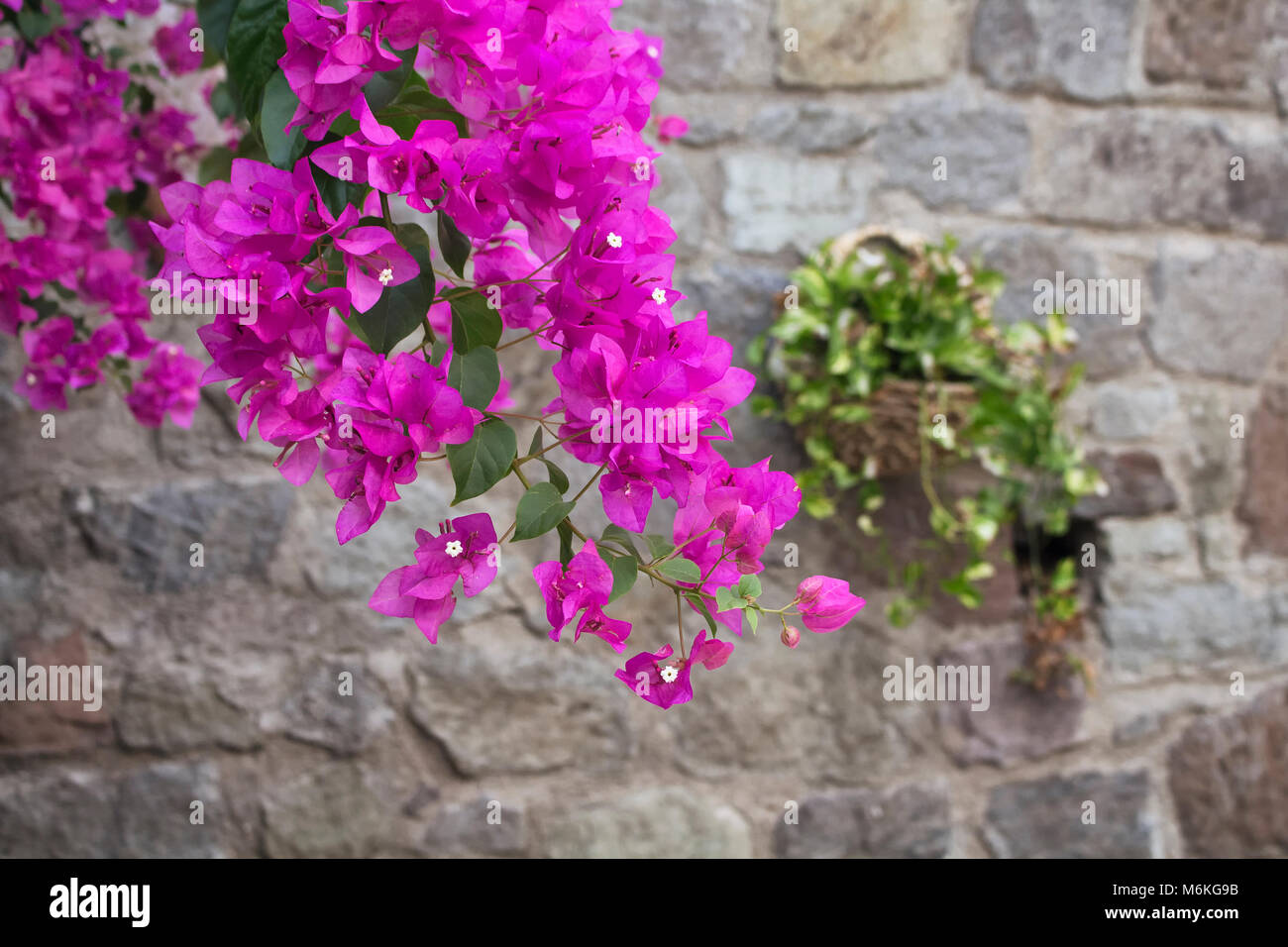 Vue rapprochée de bougainvillées rose / violet avec mur de pierre background Banque D'Images