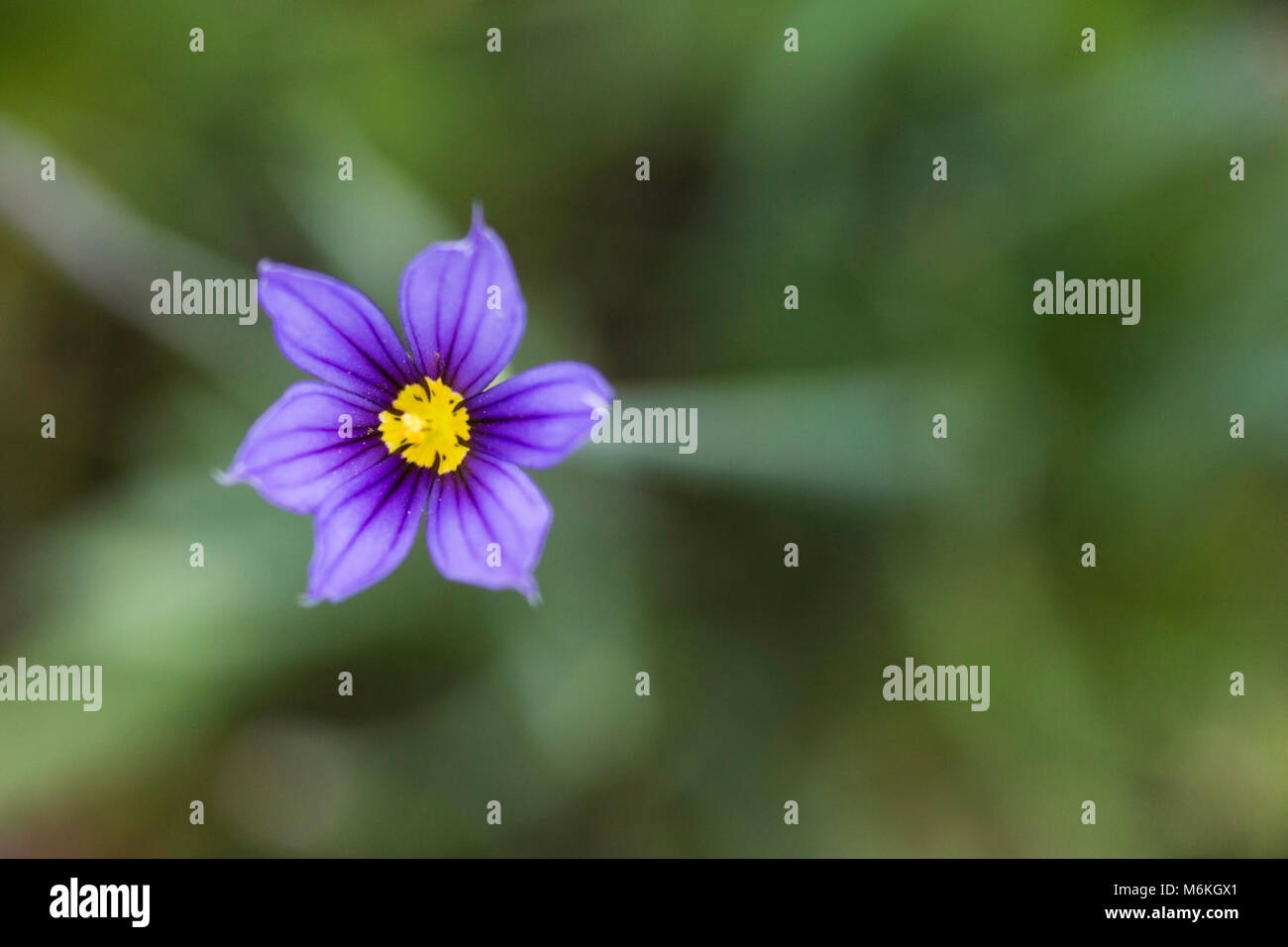 Sisyrinchium idahoensis (blue-eyed grass). Western blue-eyed grass (Sisyrinchium idahoense) ; Banque D'Images