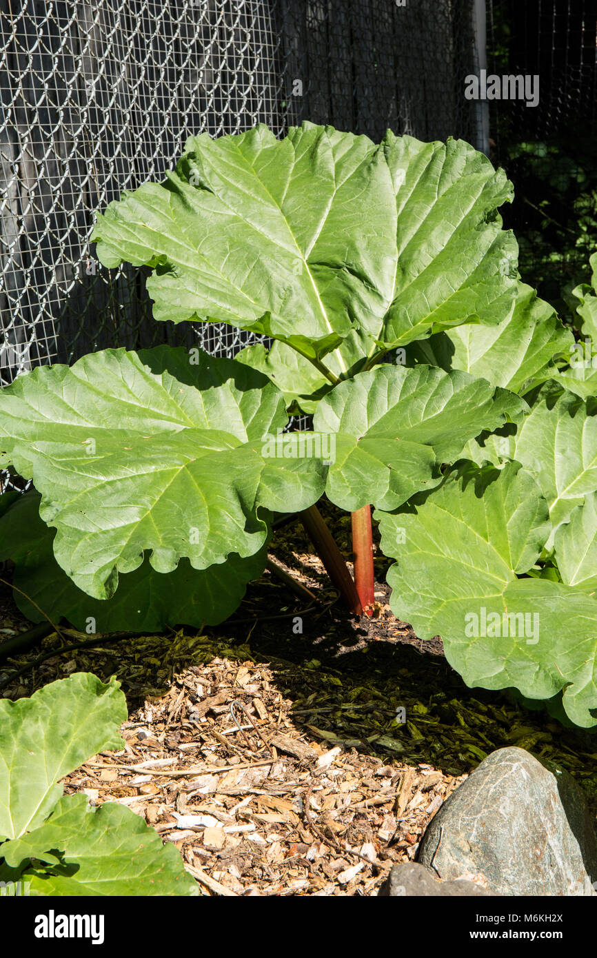 La rhubarbe vivace plante en printemps. Banque D'Images