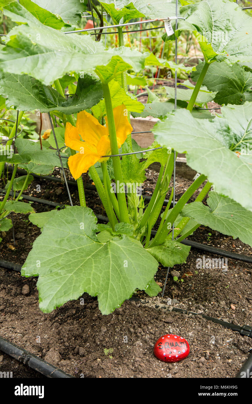 Squash plante avec une fleur mâle. Banque D'Images