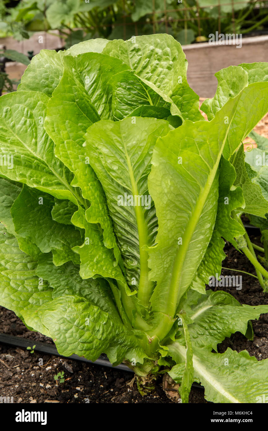Usine de laitue romaine Banque D'Images