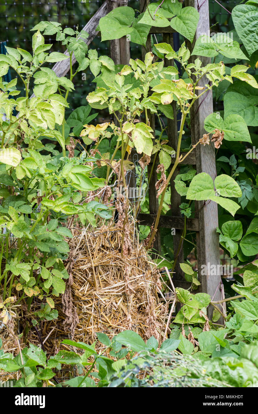 Plant de pomme de terre dans un panier métallique entourée par de la paille pour le paillage. Banque D'Images