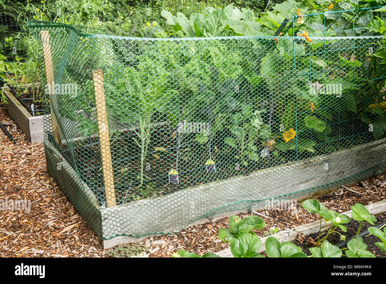 Entourant un jardin lit kale croissant avec l'escrime en plastique empêche le lapin de manger les plantes. Banque D'Images