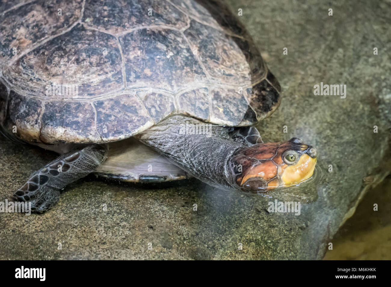 Woodland Park Zoo, Seattle, Washington, USA. Partiellement submergées-side-necked Turtle. Banque D'Images