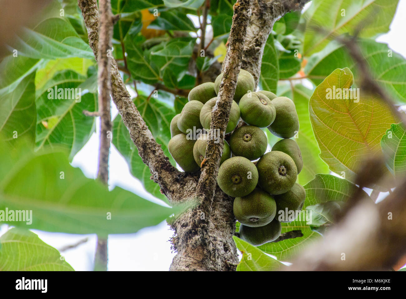 Photo gros plan de la figure sur l'arbre Banque D'Images