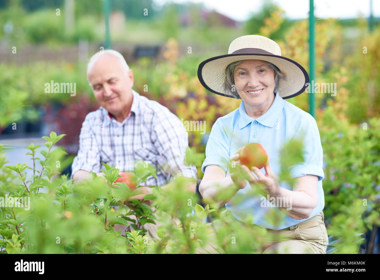 Senior Couple Jardinage à Plantation Banque D'Images