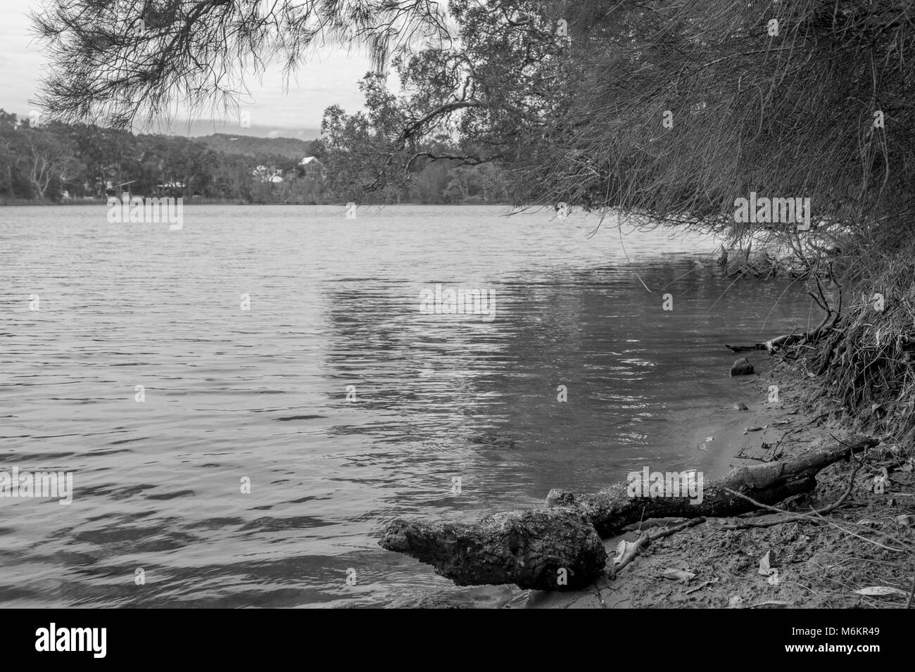 De monochrome arbre mort log et le lac d'Avoca. Avoca Beach. L'AUSTRALIE Banque D'Images