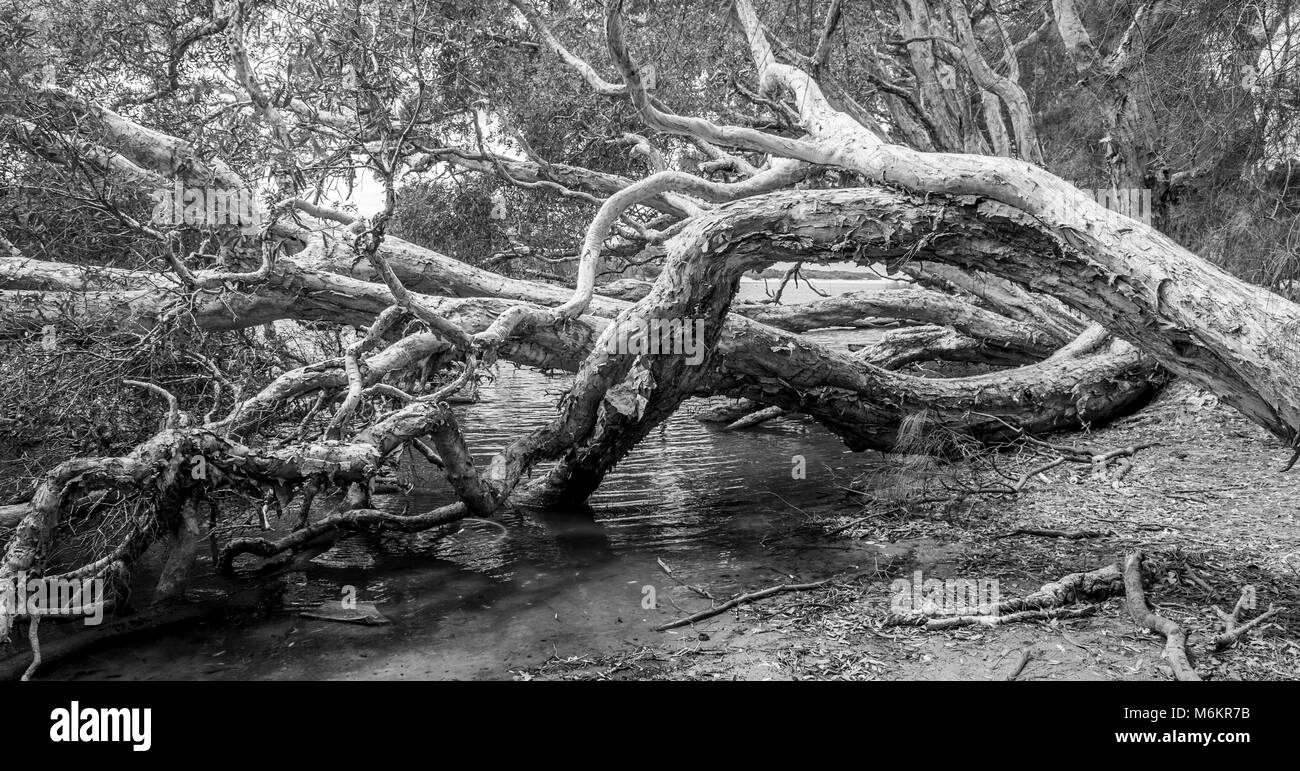 De plus en plus monochrome arbre latéralement dans l'eau à Avoca Lac. Avoca Beach. L'AUSTRALIE Banque D'Images