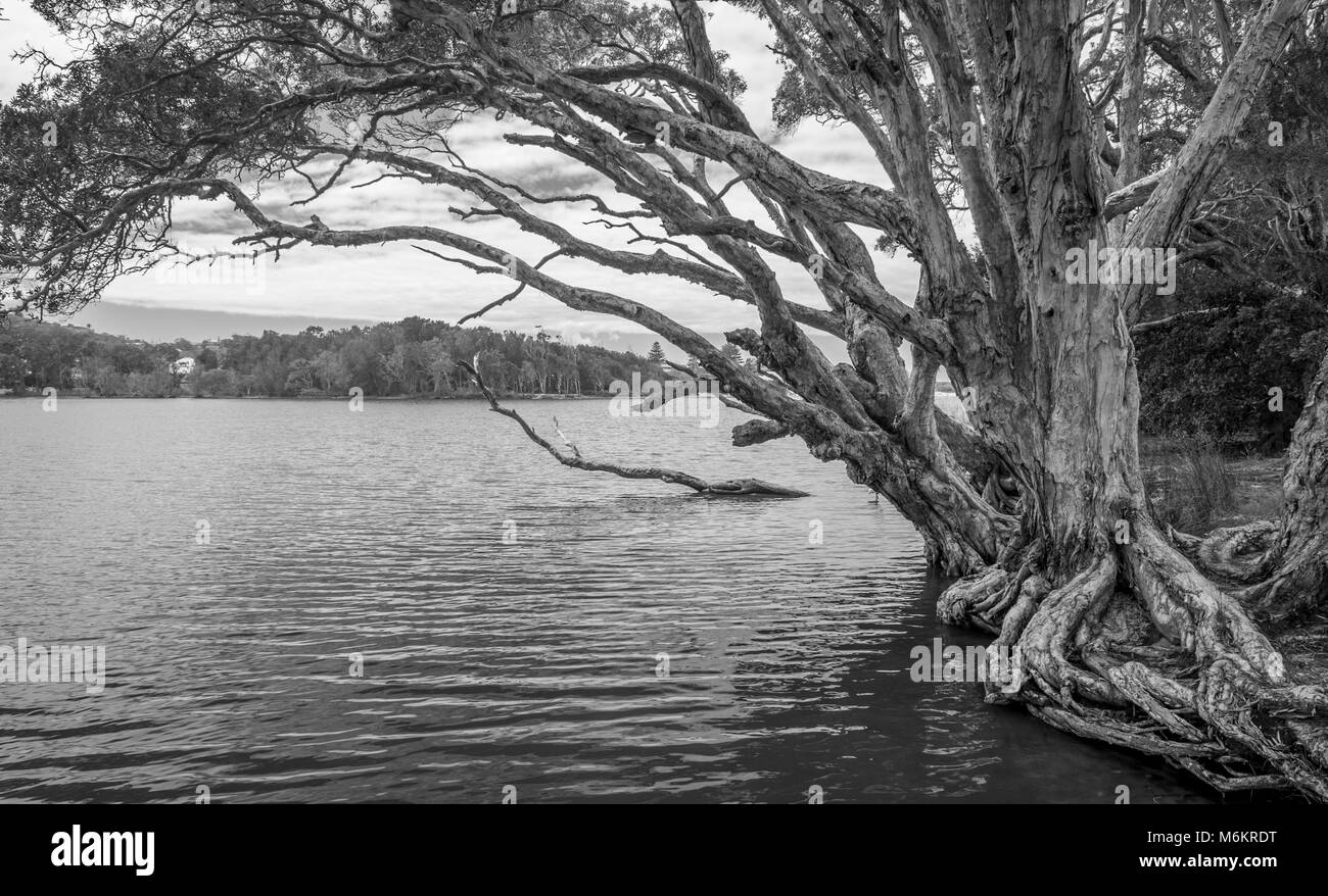 De plus en plus monochrome arbres latéralement dans l'eau à Avoca Lac sur l'image. Avoca Beach. L'AUSTRALIE Banque D'Images