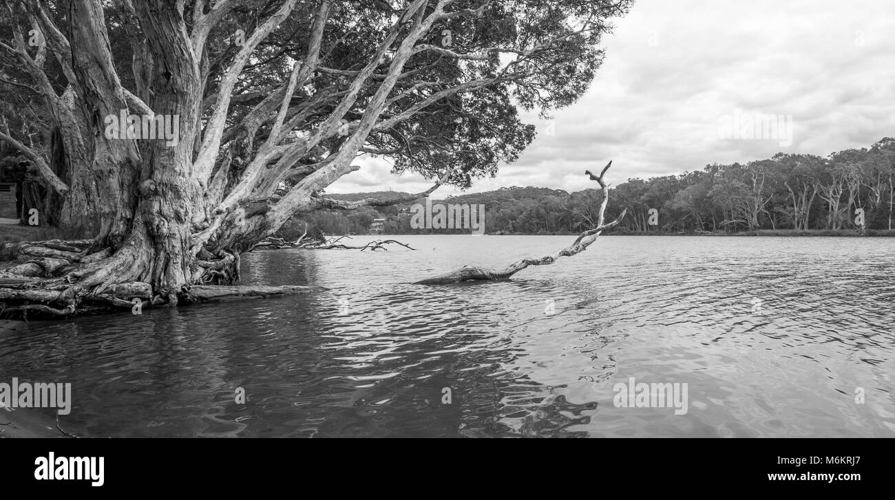 De plus en plus monochrome des arbres dans l'eau au lac d'Avoca sur image. Avoca Beach. L'AUSTRALIE Banque D'Images