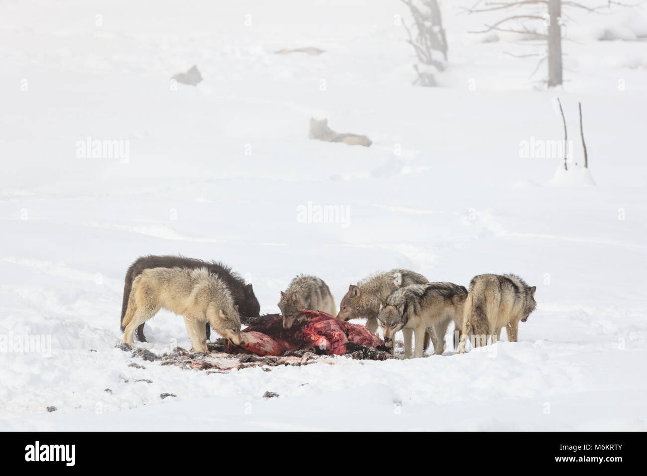 Lac Wapiti Pack sur un bison tuer. Banque D'Images