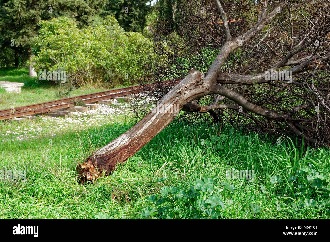 Arbre tombé en plus de rails Banque D'Images