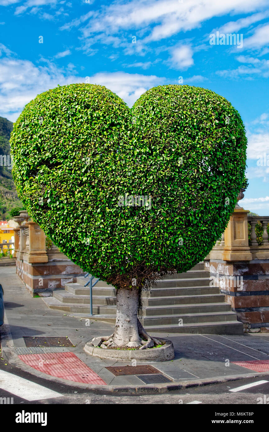 Un arbre en forme de cœur Banque D'Images