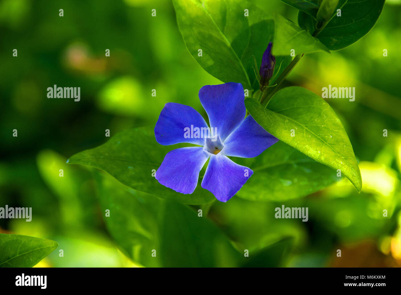 Une fleur pourpre Banque D'Images