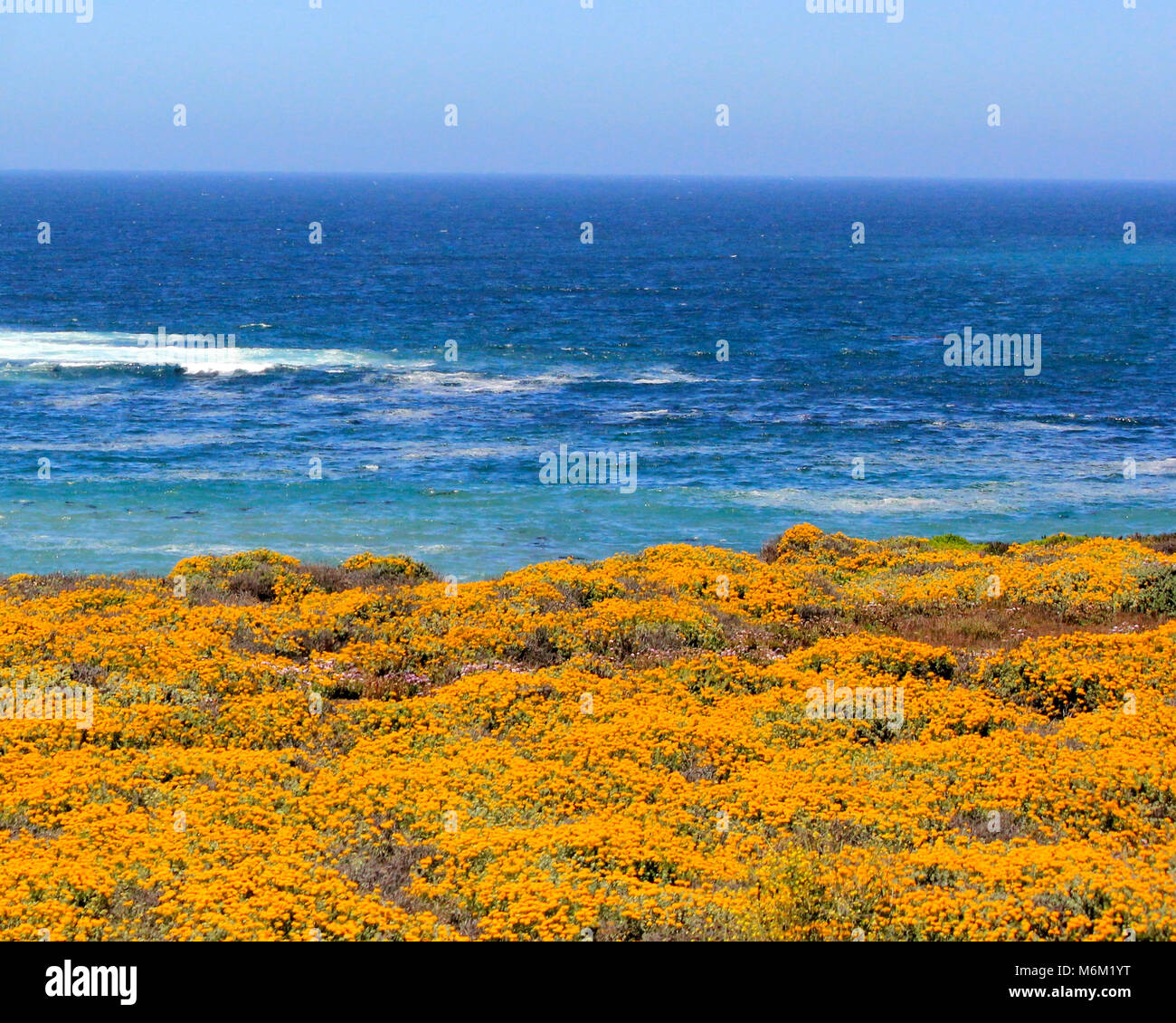 Californie Côte Pacifique décoré de fleurs jaunes Banque D'Images