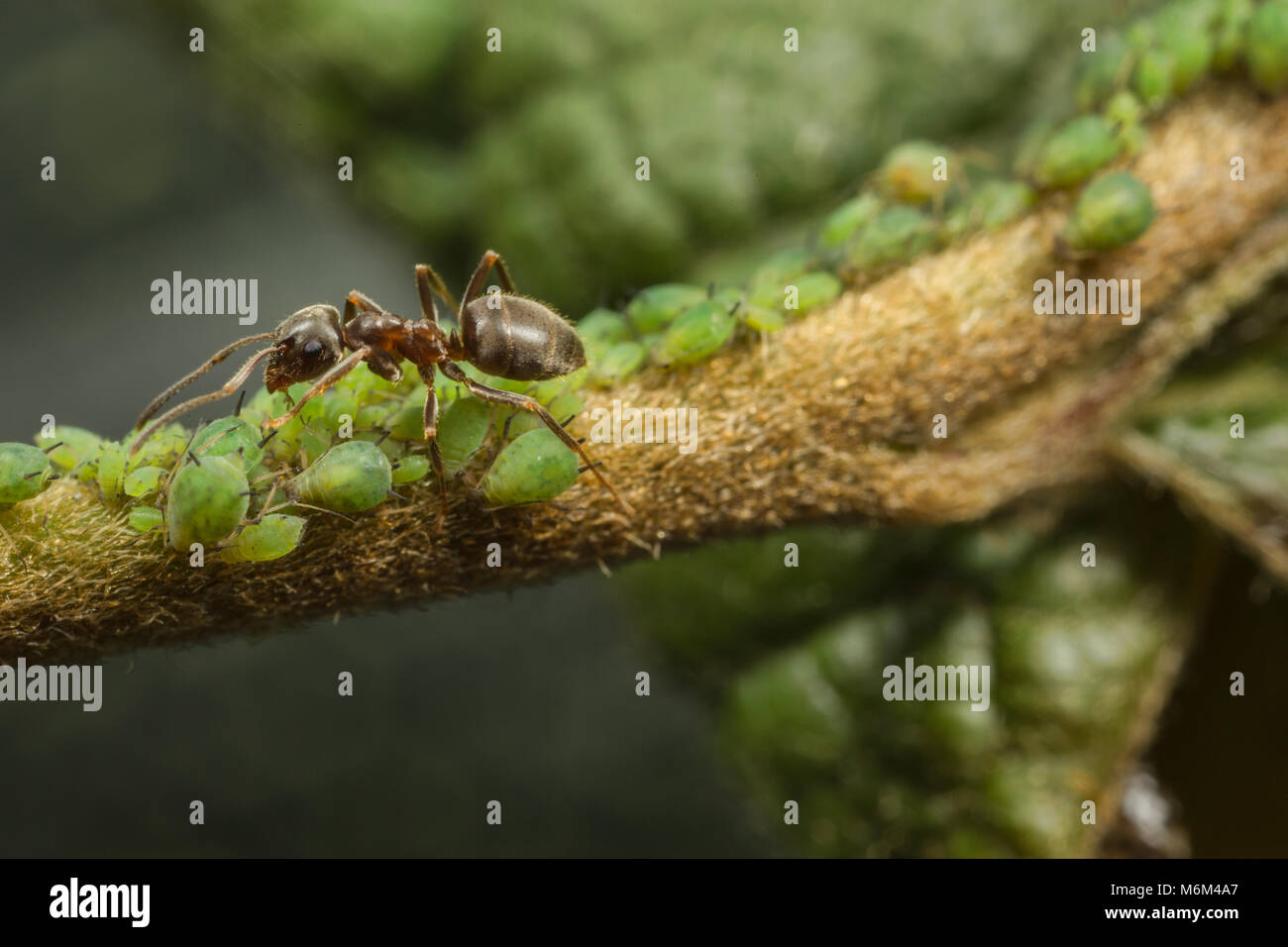 Une fourmi la collecte de miellat greenflies (PUCERONS) sur une tige plany. Banque D'Images