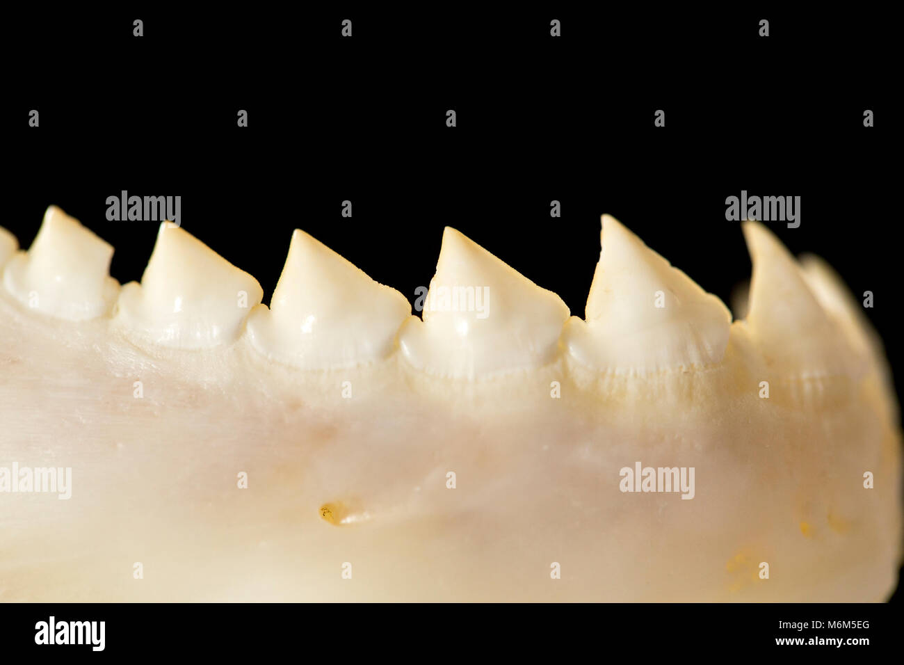 La mâchoire inférieure et les dents d'un piranaha rhombeus Serrasalmus, noir, pêché dans la rivière Coppename, le Suriname, l'Amérique du Sud Banque D'Images