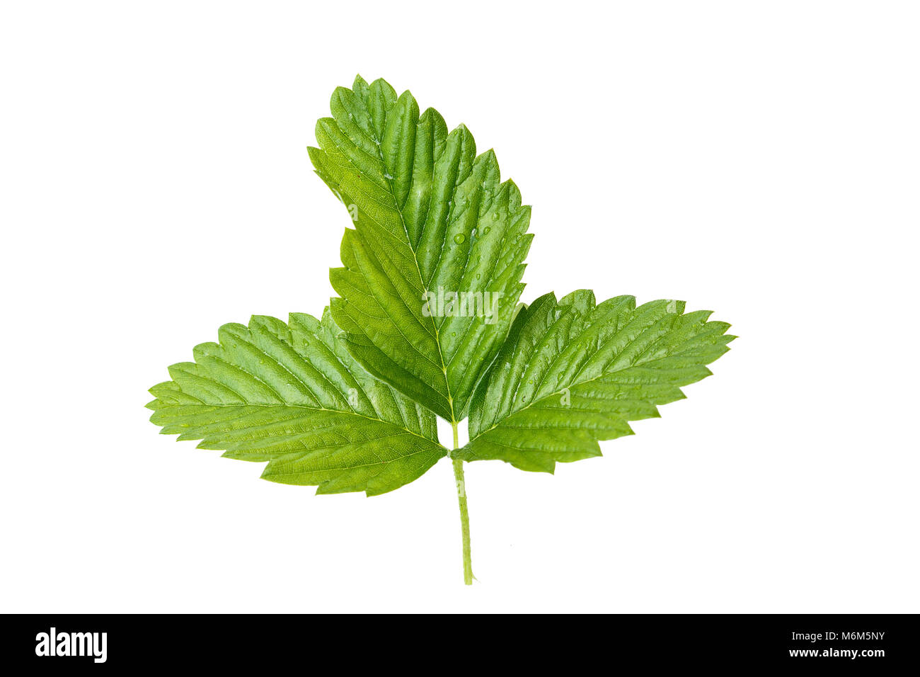 Feuilles de fraisier isolé sur fond blanc, une texture de la feuille ...