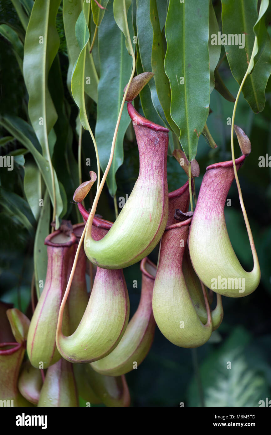 Nepenthes - tropical de la sarracénie ou tasses de singe. Banque D'Images