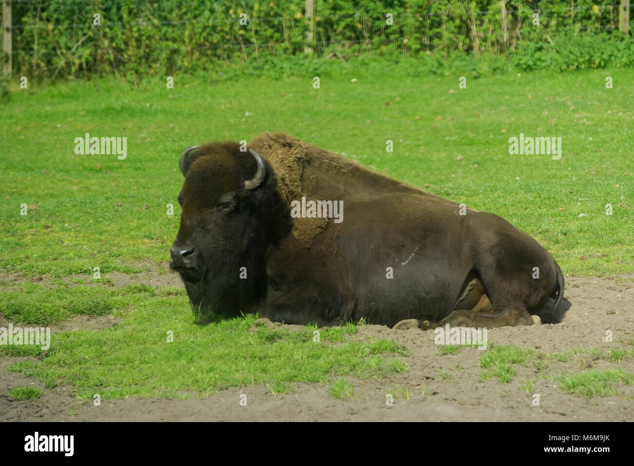 Le bison d'Amérique (Bison bison) dans le Zoo de Givskud Givskud en, au Danemark. Le 8 août 2015, est un zoo et Safari Park a ouvert en 1969 comme Løveparken (Parc du Lion) Banque D'Images