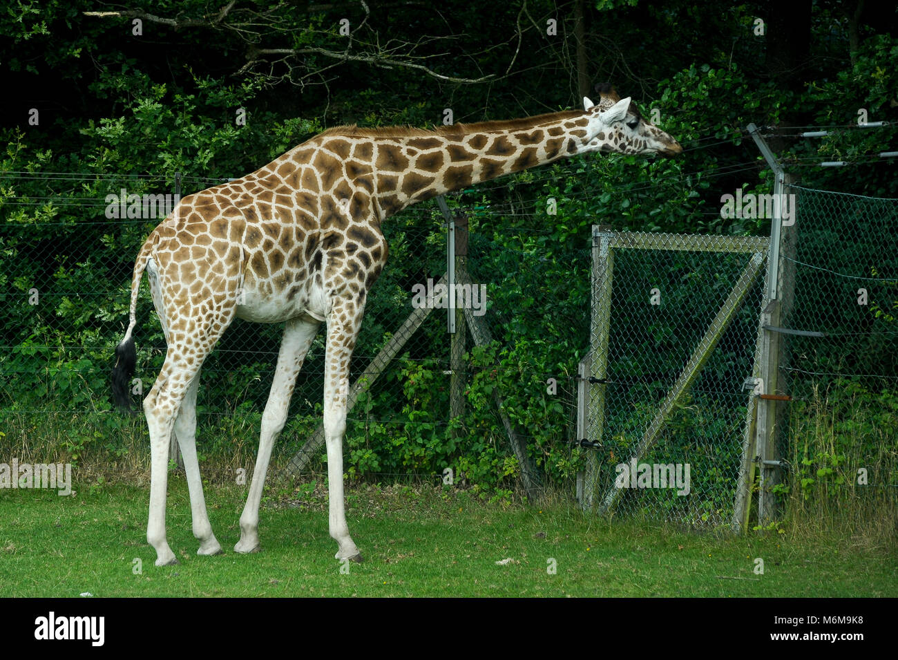 Baringo Girafe (Giraffa camelopardalis rothschildi) dans le Zoo de Givskud Givskud en, au Danemark. Le 8 août 2015, est un zoo et Safari Park a ouvert ses portes en 1969 en tant que Banque D'Images