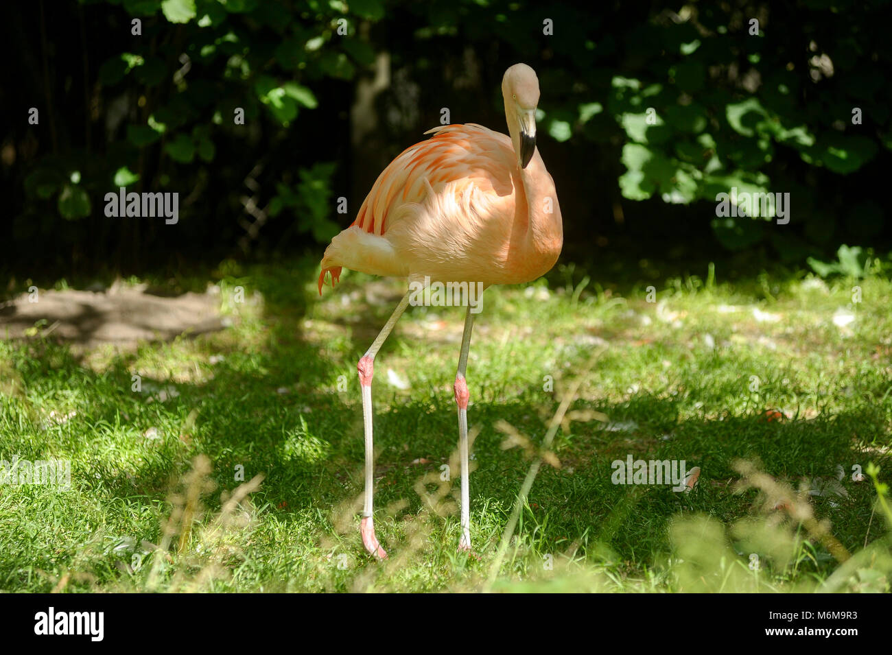 Flamant du Chili (Phoenicopterus chilensis) dans le Zoo de Givskud Givskud en, au Danemark. Le 8 août 2015, est un zoo et Safari Park a ouvert en 1969 comme Løvepark Banque D'Images