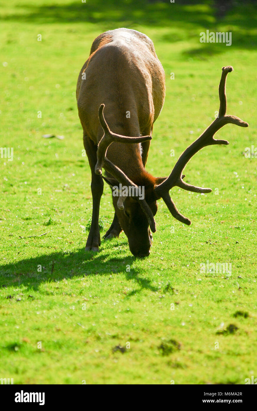 Wapiti (Cervus canadensisin) dans le Zoo de Givskud Givskud en, au Danemark. Le 8 août 2015, est un zoo et Safari Park a ouvert en 1969 comme Løveparken (Parc du Lion) Banque D'Images