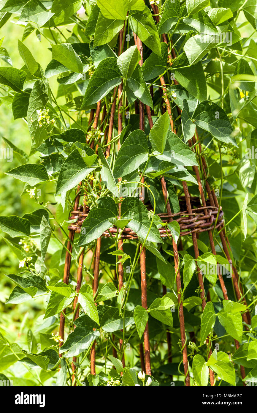Haricot commun, Phaseolus vulgaris croissant sur support en osier pour les plantes dans le potager Banque D'Images