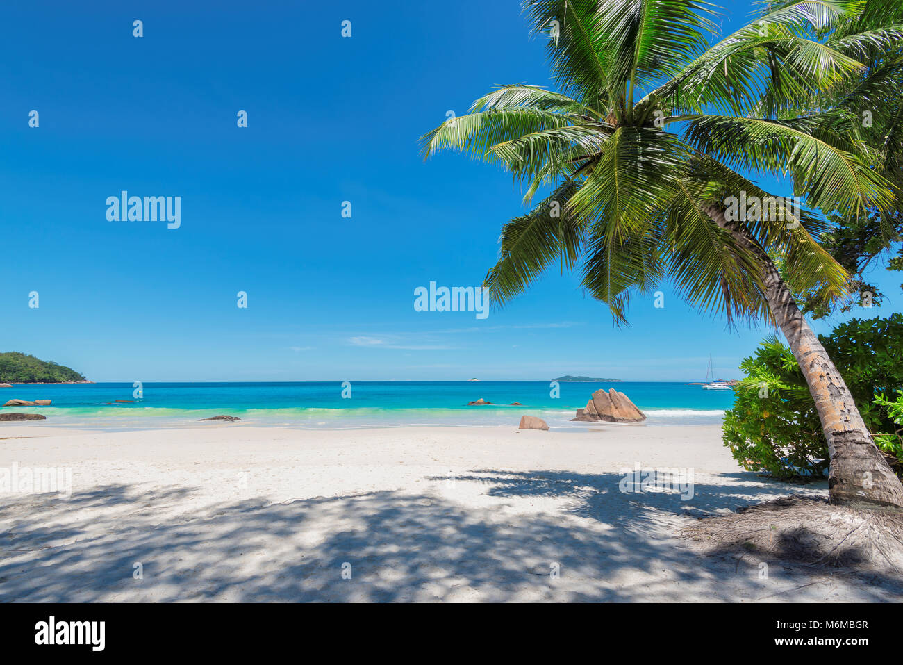 Palmier sur la plage de Anse Lazio, Praslin Island, Seychelles. Banque D'Images
