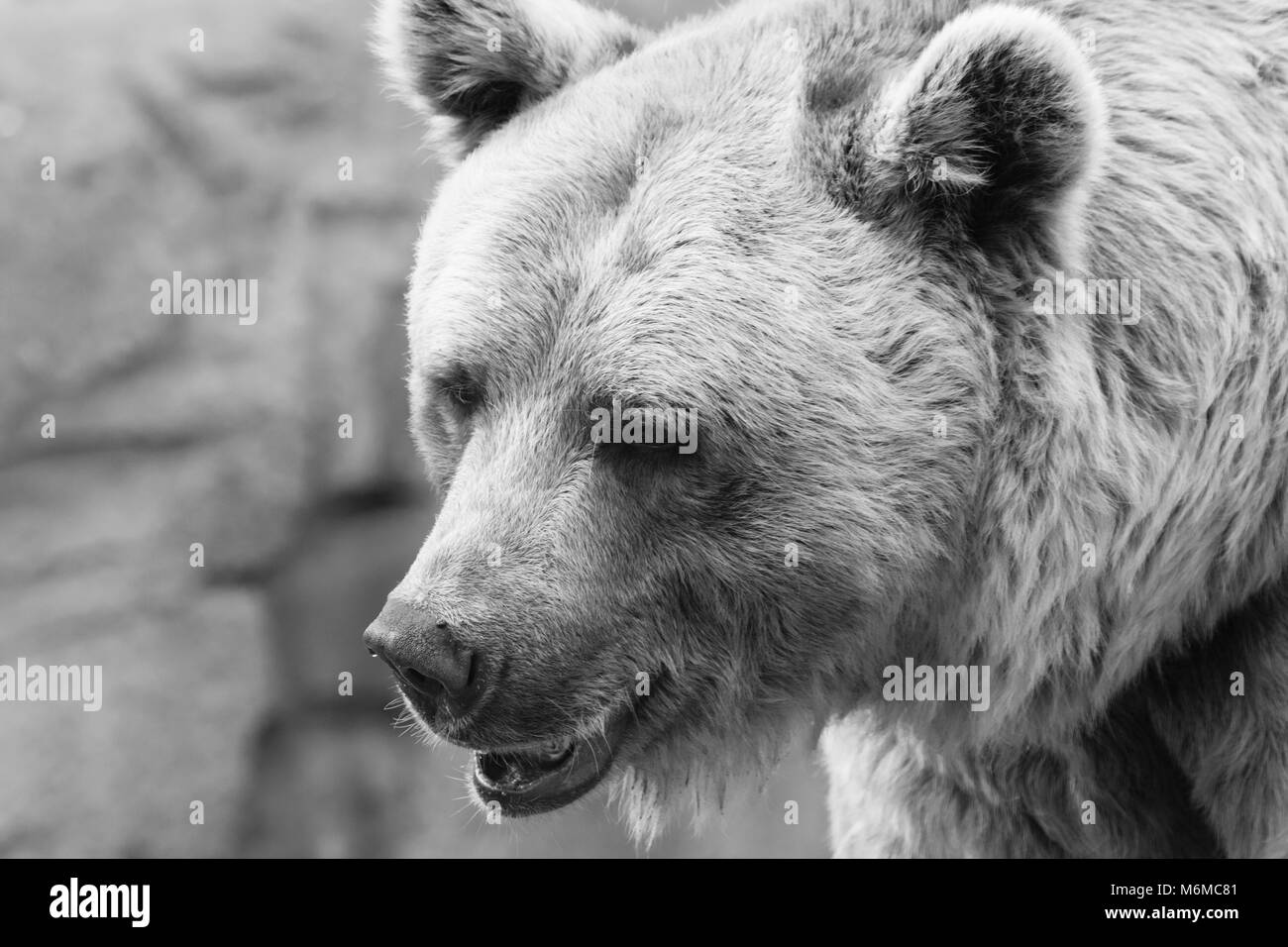 Un magnifique portrait d'un ours en noir et blanc Banque D'Images