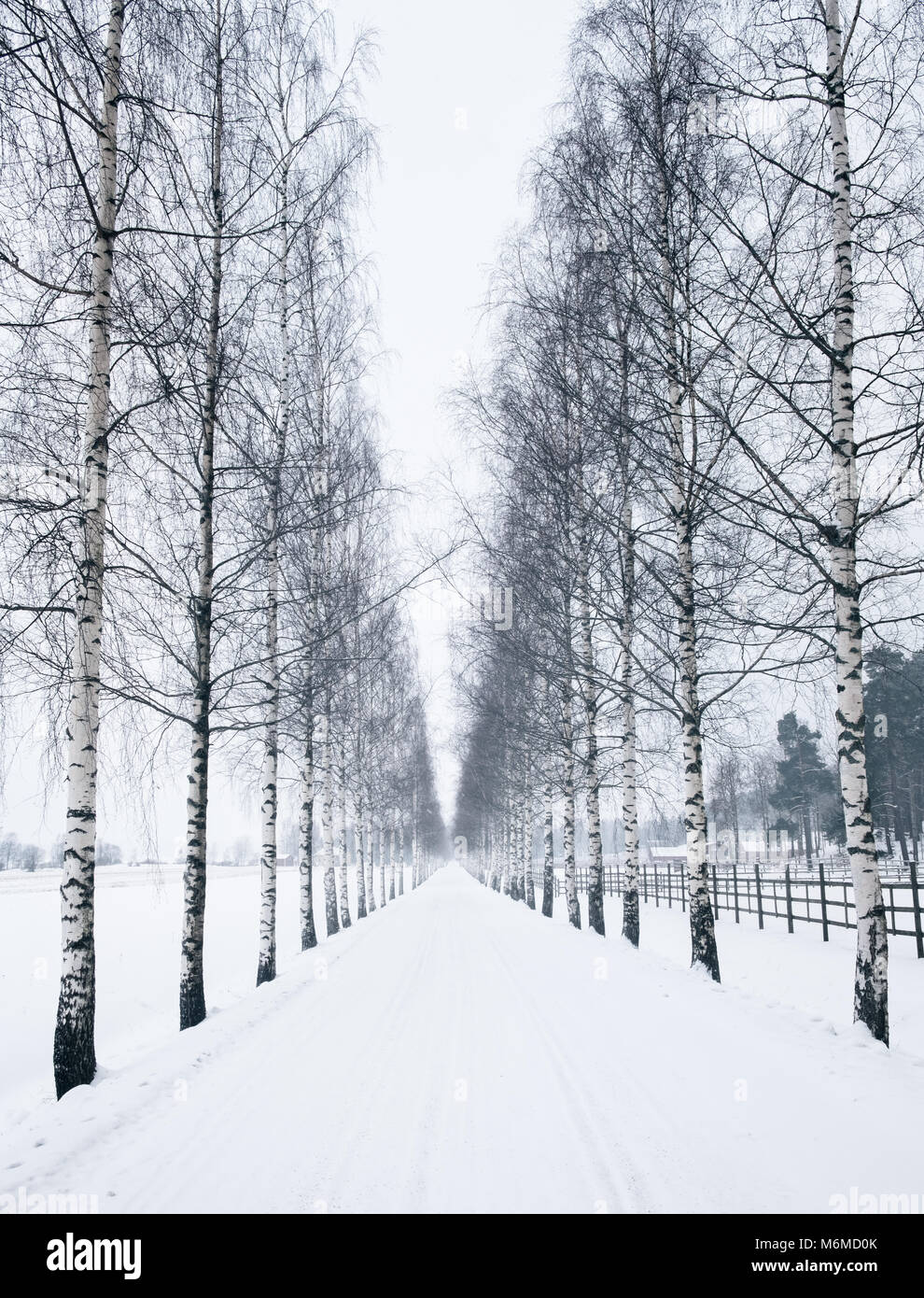 Paysage d'hiver pittoresque avec snowy road dans la journée en Finlande Banque D'Images